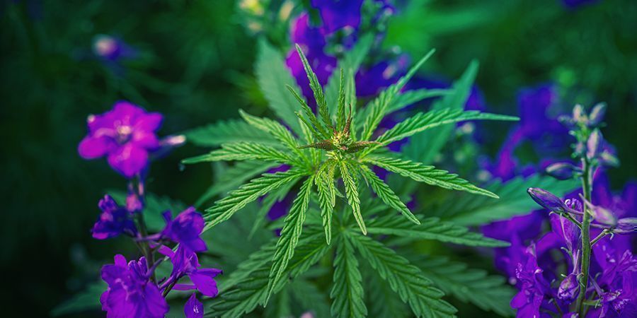 Kuinka kasvattaa Candy Kush KUINKA KASVATTAA CANDY KUSH