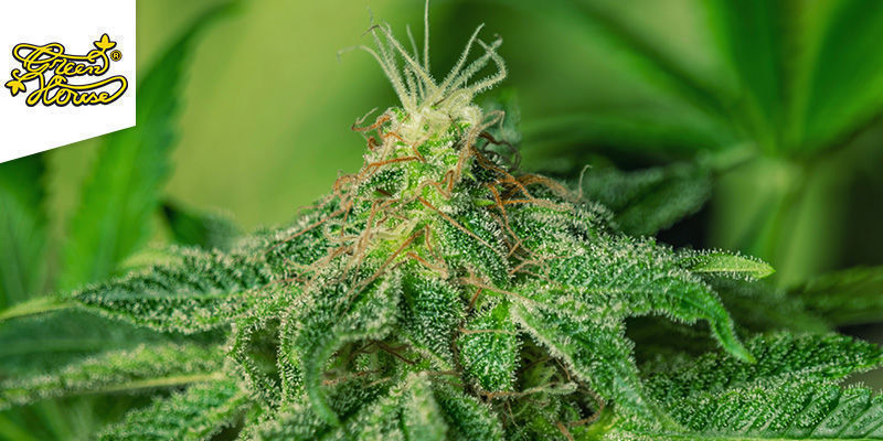 CHEESE FEMINISOITU (GREENHOUSE SEEDS)