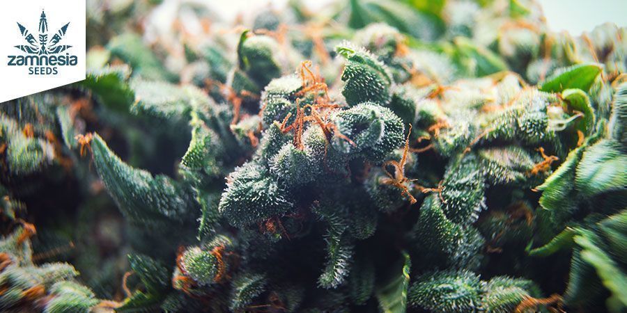 CHEESE FEMINISOITU (ZAMNESIA SEEDS)