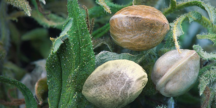 Parantaa ravinteiden imeytymistä Epsom-suolan hyödyt: parantaa ravinteiden imeytymistä