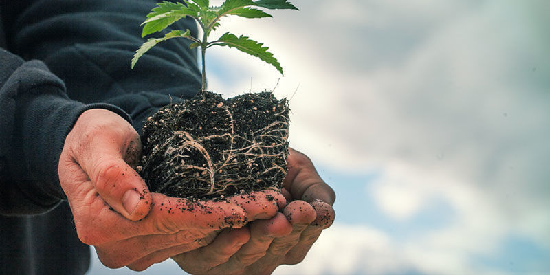 Ilmakarsinta Air Pruning - Growing Cannabis