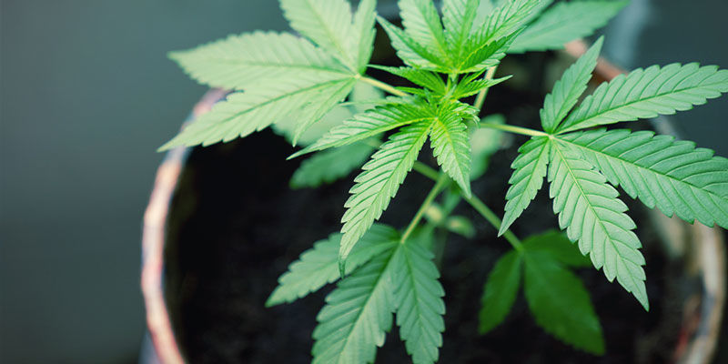 Vedenpoisto Vedenpoisto – kannabiksen kasvatus