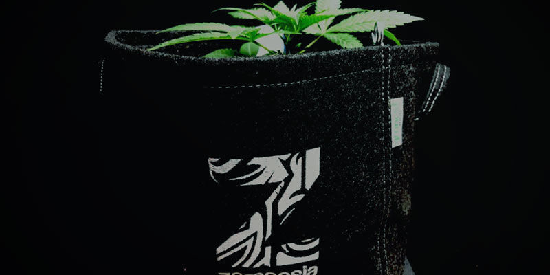Kestävä Kestävä – kannabiksen kasvatus