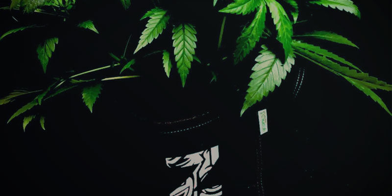Joustavuus Joustavuus – kannabiksen kasvatus