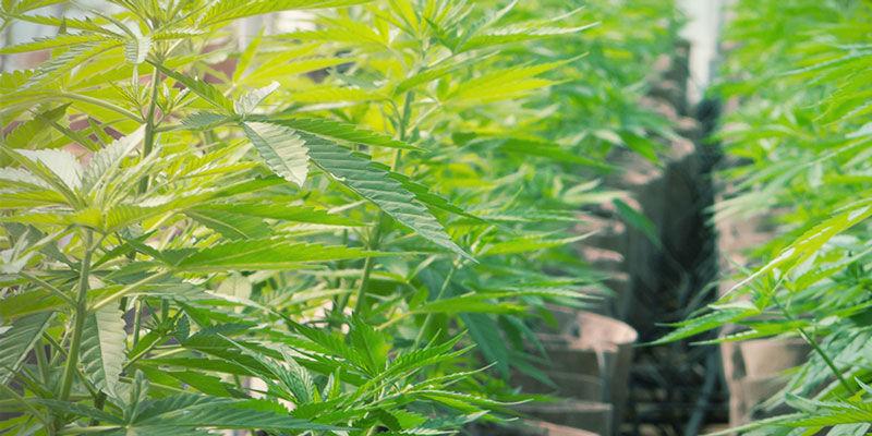Ihanteellinen hydroponiikkaan Ihanteellinen hydroponiikkaan – kannabiksen kasvatus
