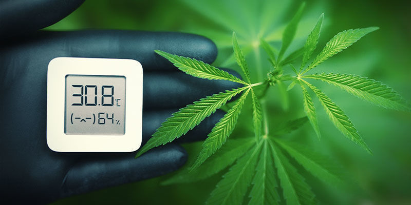 Lämpötila Lämpötila – kannabiksen kasvatus