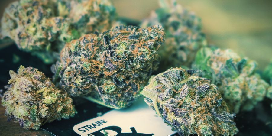 Autoflower-kannabis tuottaa pienemm&auml;n sadon