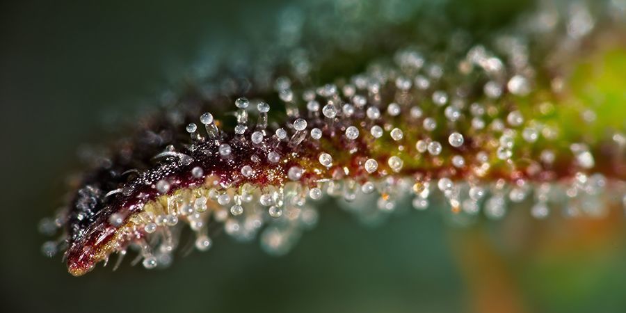 Kannabiksen korjuu oikeaan aikaan