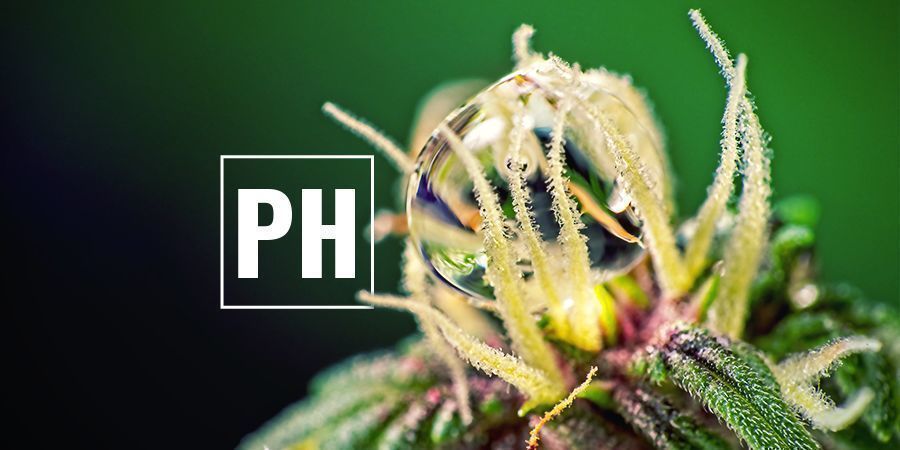 Optimoi kannabiksen pH-tasot