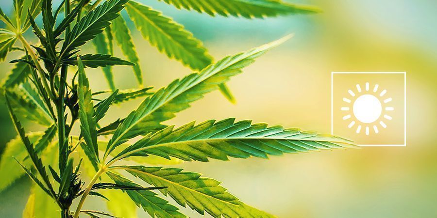 Valitse t&auml;ydellinen ajankohta kannabiksen ulkokasvatukseen
