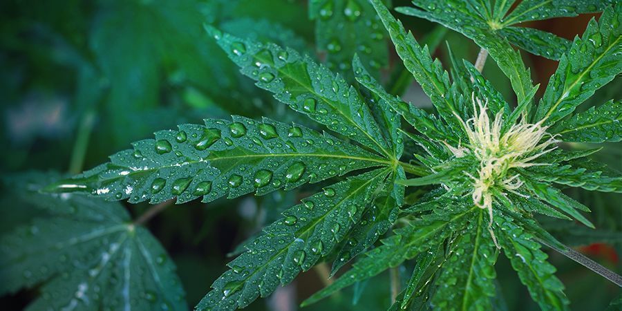 Kastele kannabiskasvit oikein