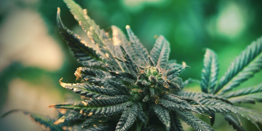 Nopea reagointi kannabiksen puutostiloihin 