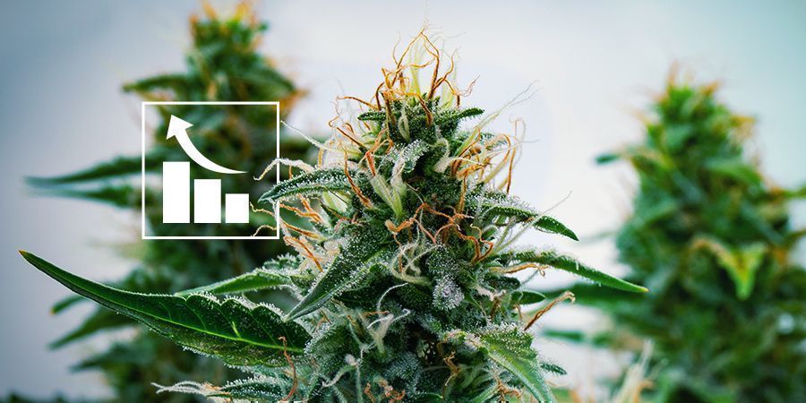 Modernin risteytyksen tulos: vahvat Autoflower-lajikkeetModernin kannabisristeytyksen tulos: vahvat Autoflower-lajikkeet