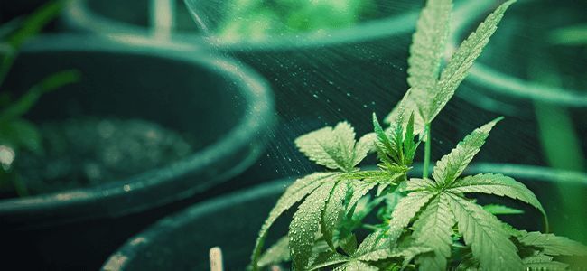 Mistä tiedät, milloin kannabiskasvi tarvitsee vettä – ja kuinka paljon? Mistä tiedät, milloin kannabiskasvi tarvitsee vettä – ja kuinka paljon?