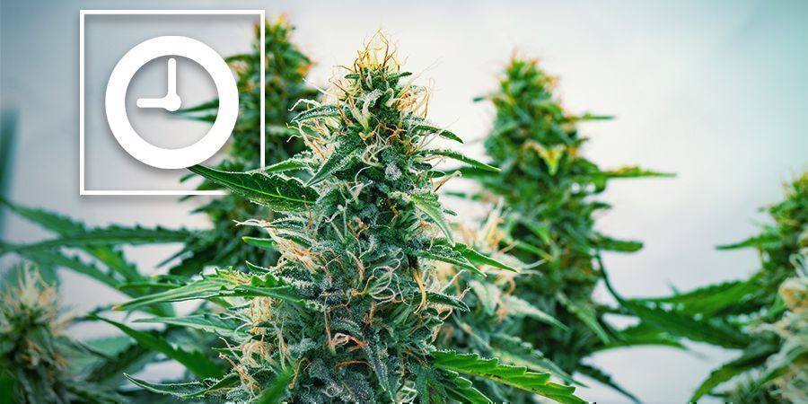 Miten Autoflower-kannabiskasvit toimivat? Miten Autoflower-kannabiskasvit toimivat?