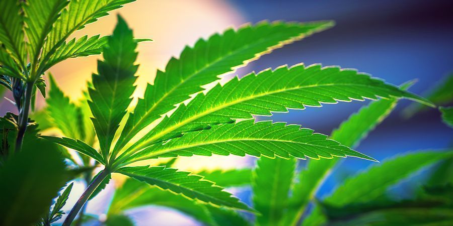 Valojaksoa ei tarvitse muuttaa – Autoflower-kannabislajikkeet