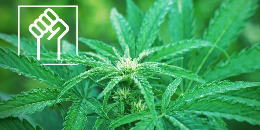 Kestävä genetiikka - Autoflower kannabislajikkeet
