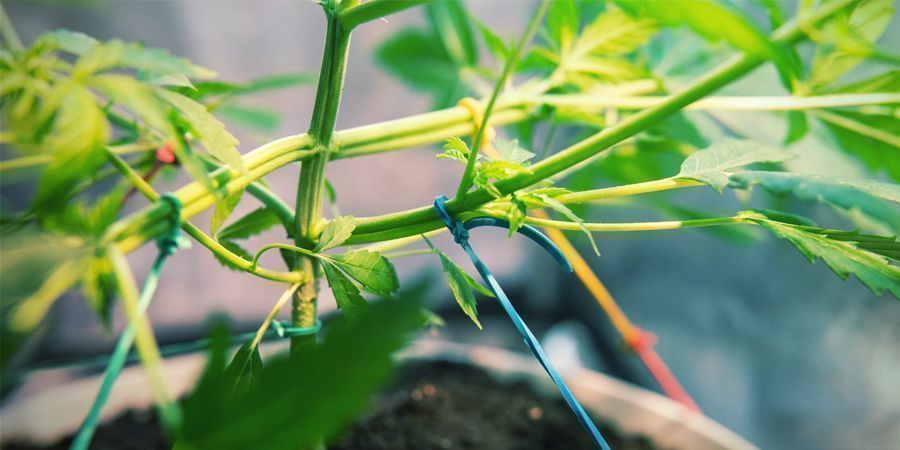 Vaikea kouluttaa Tough To Train - Autoflowering Cannabis Strains