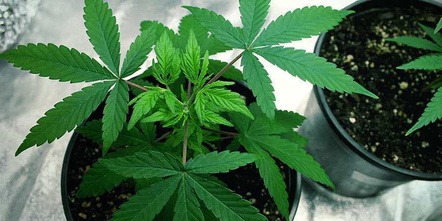 Tarvitset vähemmän tilaa – Autoflower kannabislajikkeet