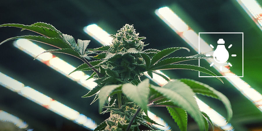 Kuinka paljon valoa kannabiskasvit tarvitsevat? Kuinka paljon valoa kannabiskasvit tarvitsevat?