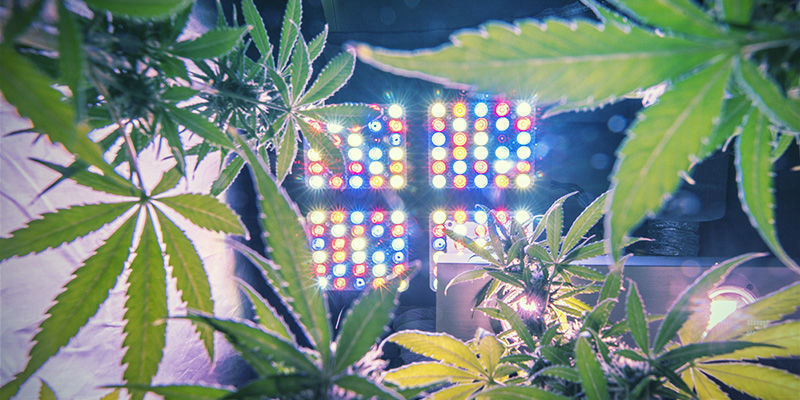 Kuinka määrittää oikea valon määrä kannabiskasveille Kuinka määrittää oikea valon määrä kannabiskasveille
