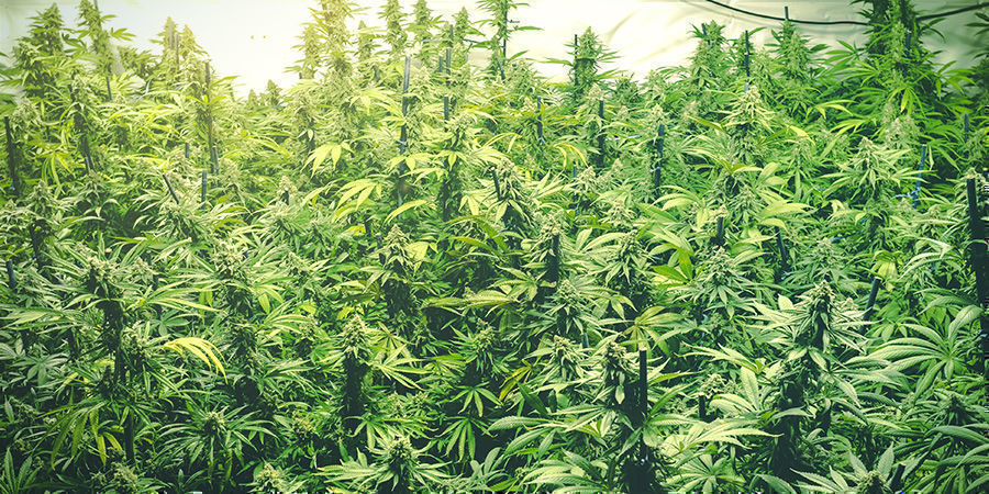Kuinka lisätä kannabiksen satoa luks-mittarilla Kuinka lisätä kannabiksen satoa luks-mittarilla
