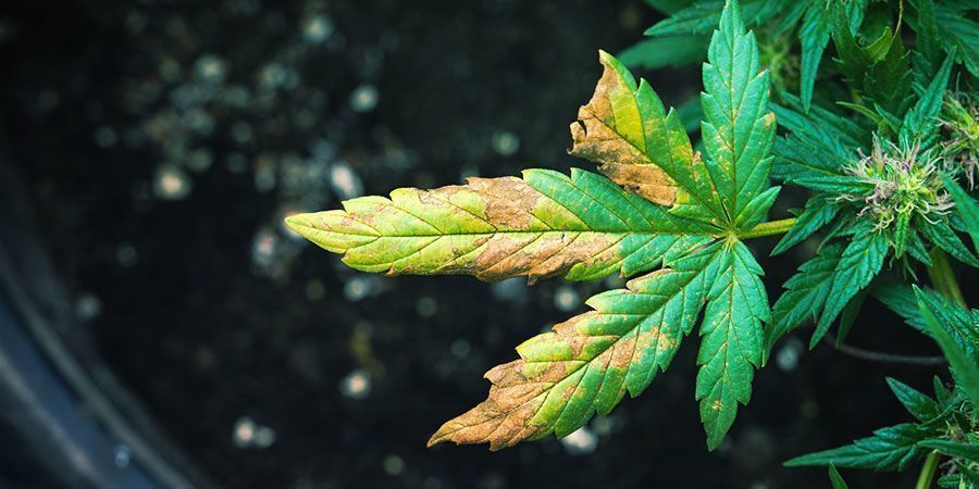 Juurikirvojen vaivaama kannabiskasvi: oireet Juurikirvojen vaivaama kannabiskasvi: oireet