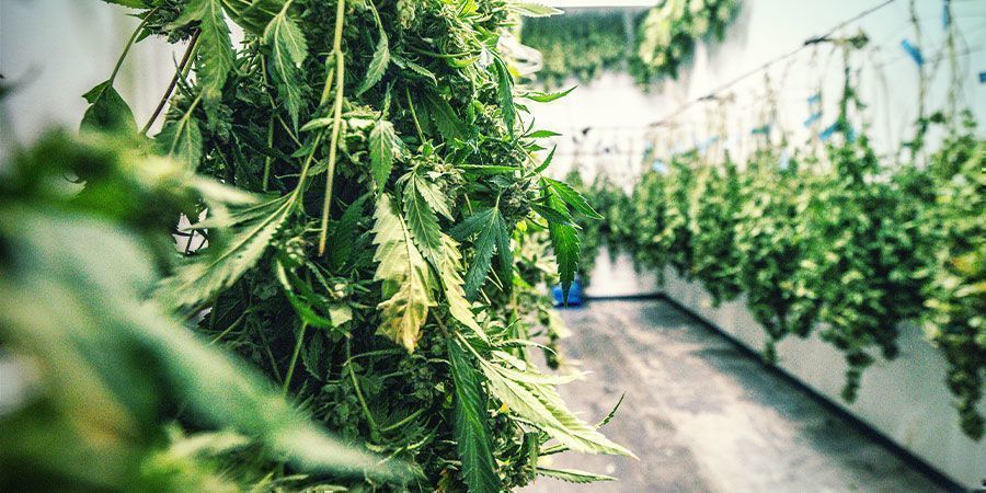 Ilmankuivaimet kannabiksen kuivatushuoneessa