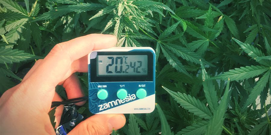 Optimaaliset ilmankosteustasot kannabiskasveille