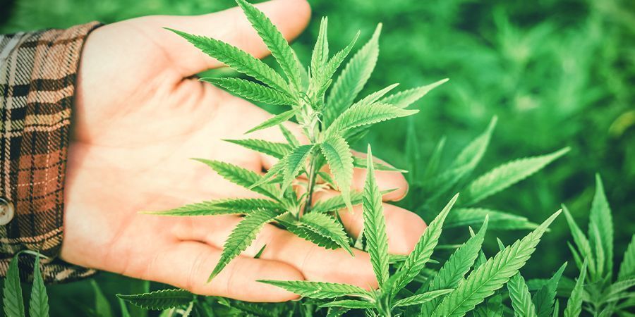 Miksi ilmankosteus on t&auml;rke&auml;&auml; kannabikselle?