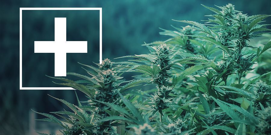 Nopeasti kukkivien kannabislajikkeiden edut Nopeasti kukkivien kannabislajikkeiden edut