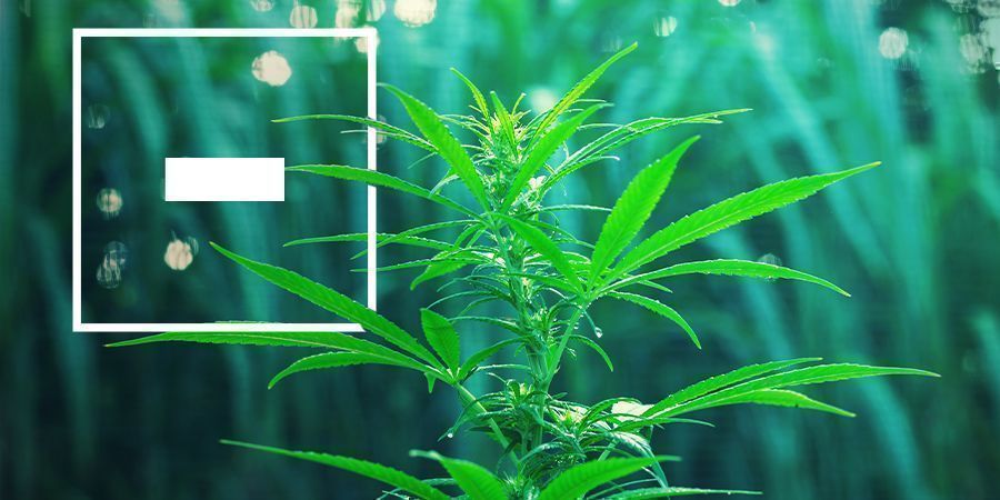 Nopeasti kukkivien kannabislajikkeiden haitat Nopeasti kukkivien kannabislajikkeiden haitat