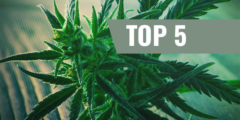 Top 5 nopeasti kukkivat kannabislajikkeet Top 5 nopeasti kukkivat kannabislajikkeet