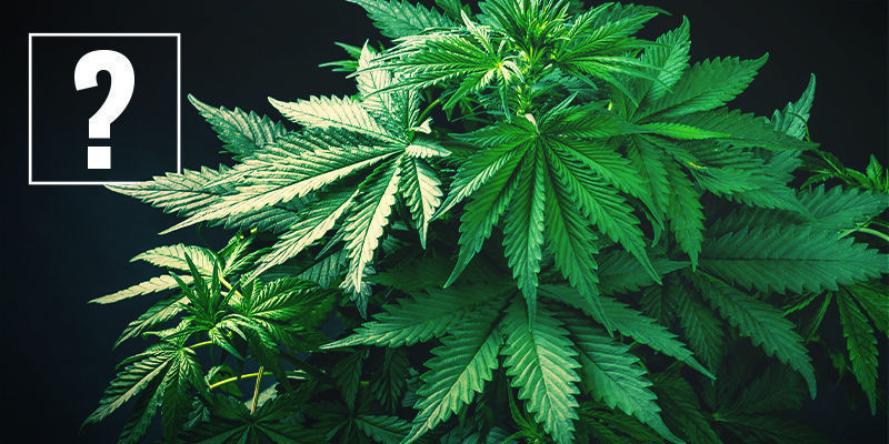 Mitä ovat nopeasti kukkivat kannabislajikkeet? Mitä ovat nopeasti kukkivat kannabislajikkeet?