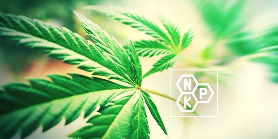 Multa antaa kasveille kaikki niiden tarvitsemat ravinteet