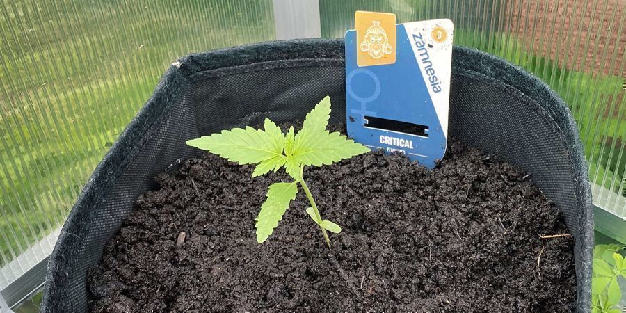 KUINKA ISTUTAT KANNABIKSEN MULTASEOKSEESI