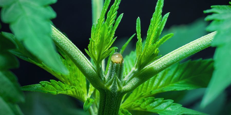 Voiko kukintavaiheeseen siirtyä heti latvonnan jälkeen? Can You Switch To The Flowering Phase Right After Topping?