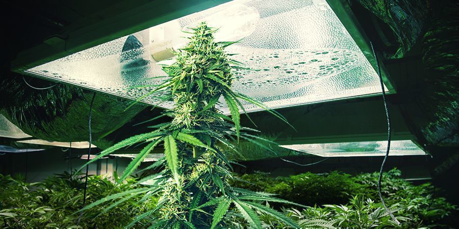 Kannabiskasvien korkeus Kannabiskasvien korkeus