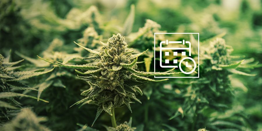 Pitäisikö autoflower-kasveillekin vaihtaa valorytmi? Pitäisikö autoflower-kasveillekin vaihtaa valorytmi?