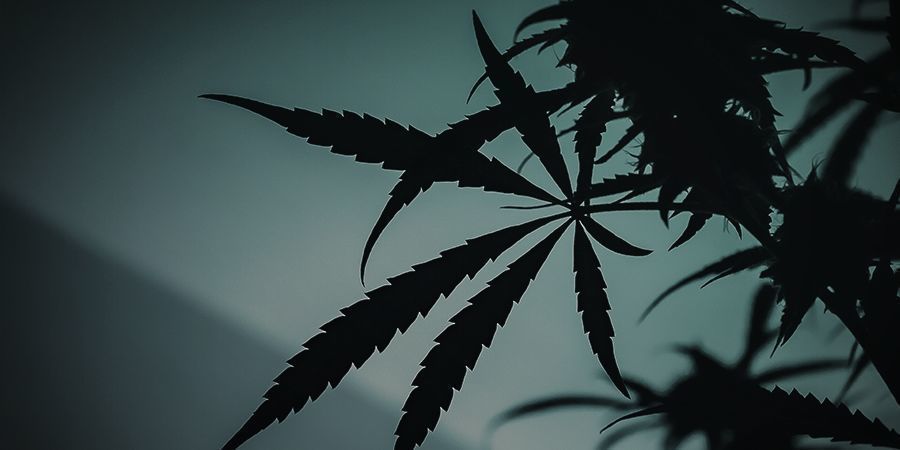 Siirtyminen kasvuvaiheesta kukintaan ulkona Siirtyminen kasvuvaiheesta kukintaan ulkona