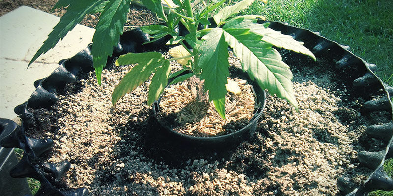 Vermikuliitti Vermiculite