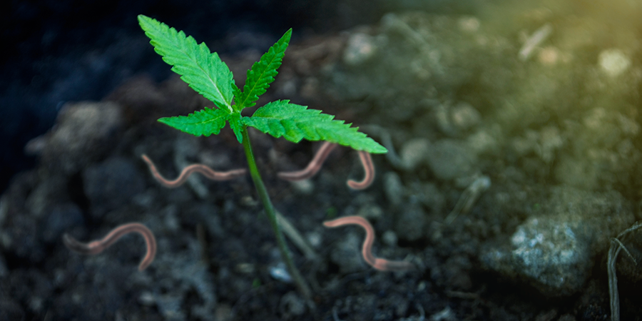 Kompostin hyödyt kannabiksen kasvatuksessa Kompostin hyödyt kannabiksen kasvatuksessa