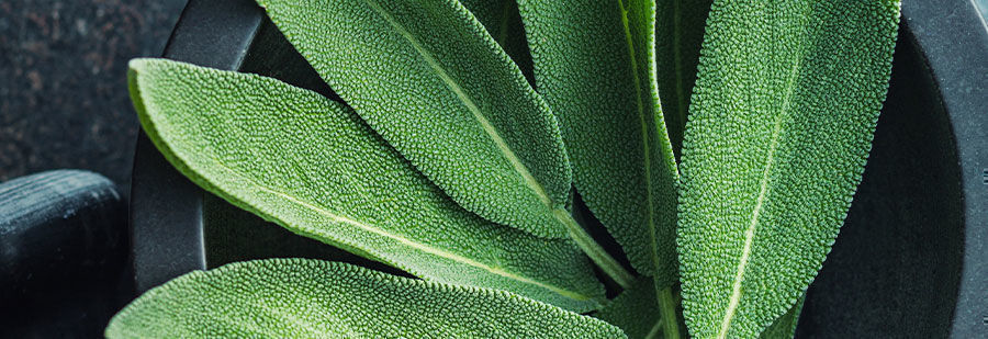 r/salvia: L&ouml;yd&auml; samanhenkist&auml; seuraa Salvia divinorum -yhteis&ouml;st&auml;