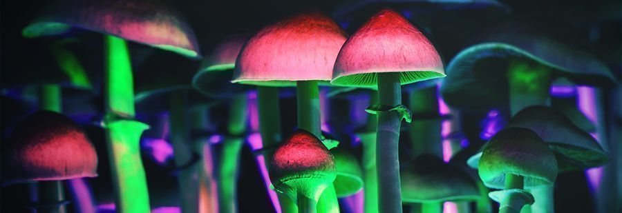 r/shrooms: Paras alareddit psilosybiinitietoon