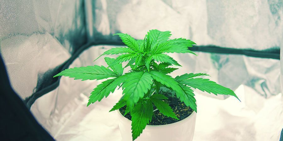 Kasvata kannabista pienessä kasvatusteltassa Kasvata kannabista pienessä kasvatusteltassa
