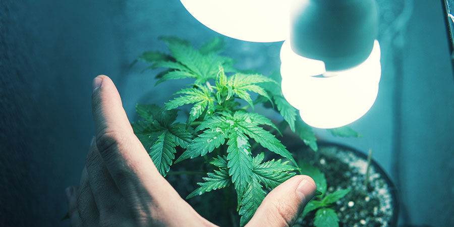 Kannabiksen kasvattaminen stealth-kasvatuskaapissa Kannabiksen kasvattaminen stealth-kasvatuskaapissa