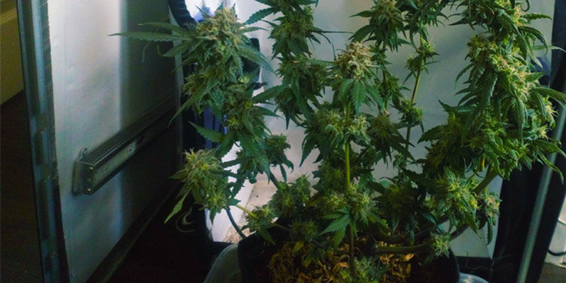 Kannabiksen kasvatus tietokonekotelossa Kannabiksen kasvatus tietokonekotelossa