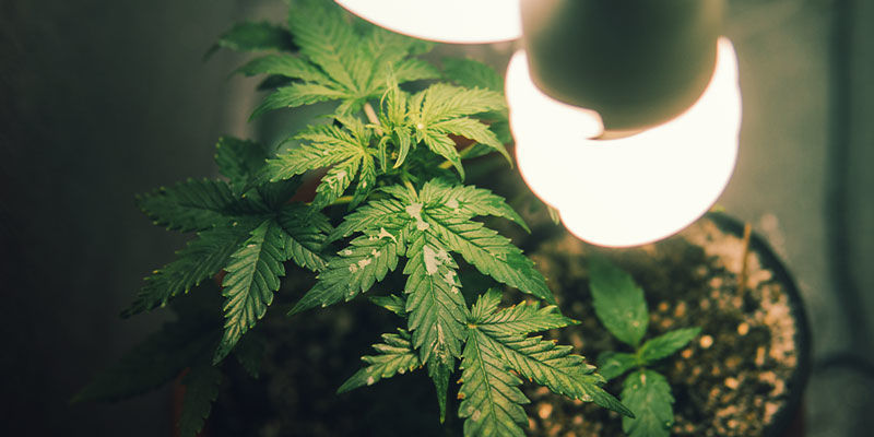 Kannabiksen kasvatus vaatekaapissa Kannabiksen kasvatus vaatekaapissa