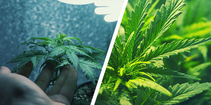 Mitä on mikrokasvatus ja miten se eroaa tavallisesta kannabiksen kasvatuksesta? Mitä on mikrokasvatus ja miten se eroaa tavallisesta kannabiksen kasvatuksesta?