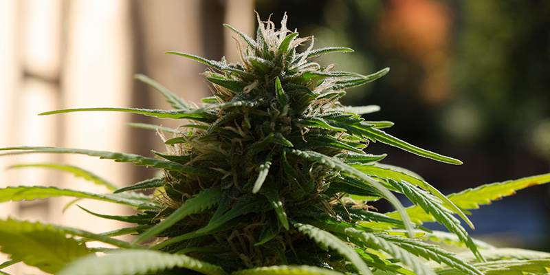 Myrcene Myrcene